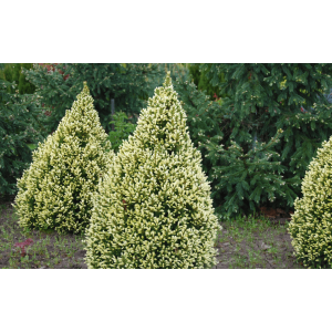 Smrek biely (Picea glauca) ´DAISY´S WHITE´ – výška: 40-60 cm, kont. C2L
